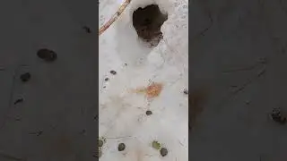 Весна приходит! Кролики. Как пережили зиму?