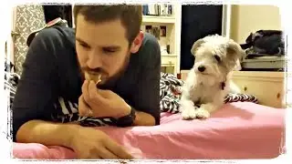 СМЕШНЫЕ СОБАКИ 2018, приколы с животными | FUNNY DOGS 2018, fun with animals 