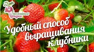 Удобный способ выращивания клубники #urozhainye_gryadki