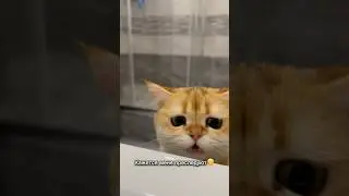 Когда кошка преследует
