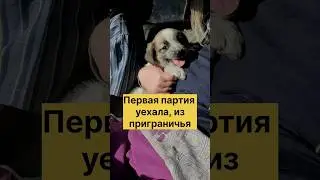 Не проходите мимо нашей беды🙏