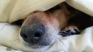 July 28 2018  Toby Hiding in Bedsheets D