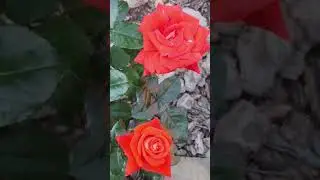 Роза без названия  #цветы #розы #сад