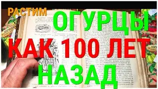 Огурцы сажаем по Прадедовскому способу! В открытый грунт. 100 лет назад Книга Шредера Русский Огород