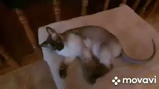 #кот