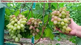 Парад сортов 27.07.24 г. виноград Виктор, мой канал Рутуб https://rutube.ru/channel/24306856