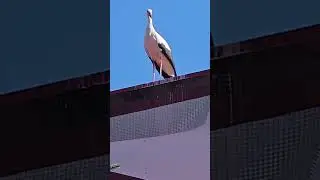 #брестскийаист #animalkingdom #stork #birds #брест #animals #природа #птицы #zooanimals