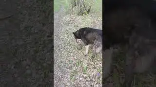Канадский волк - гибрид. Поймал ежа. 