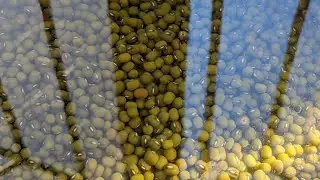 JINSI YA KUPIKA CHOROKO TAMU/MUNGBEANS RECIPE