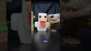 Chicken Jockey Minecraft ASMR Mukbang Eating 🐔 Turtle Tortoise