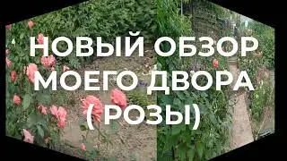 Новый обзор моего двора (РОЗЫ)
