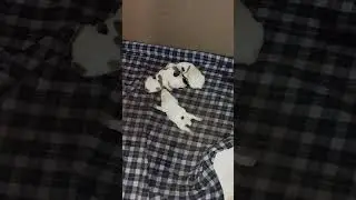 Щенки от Санни