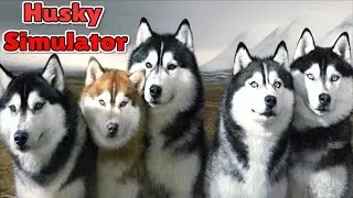 Siberian Husky VS Moose, Polar Bear, Nordic Deer, Wolf, Snow Leopard, Seal, Lynx