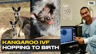 Kangaroo Embryos Made with IVF: What It Means for Conservation