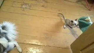 Якутская лайка Алима и ее новая подружка 2,5 месяцев котейка.