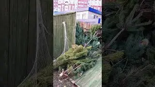 Брошенный елочный базар на Осокорках. Киев 2022