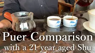 Puer Comparison: 20 Years Aged Large Leaves VS Purple Buds and Young Leaves