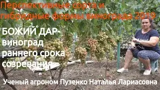 Виноград Божий дар- ранний срок созревания винограда (Пузенко Наталья Лариасовна)
