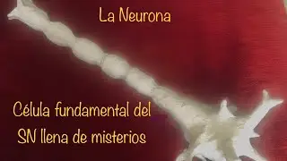 La Neurona. Neurofisiologia. Unidad funcional y estructural del SN. El axón. Potencial de acción