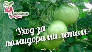 Уход за помидорами летом #urozhainye_gryadki