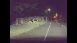 Herd of 'Evil' Deer Spotted in Brisbane Suburb