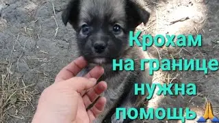 Малышей нужно вывозить. Подробности в комментариях