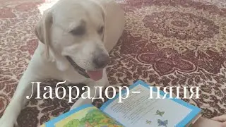 Лабрадор- няня, всегда рядом с малышом