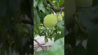 Какие фрукты растут в Южной Корее