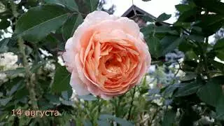 ✿➽ Роза Зоненвельт в августе 2020🌺🌿 (покупка весной 2020)🌺🌿