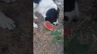 Сладкоежка