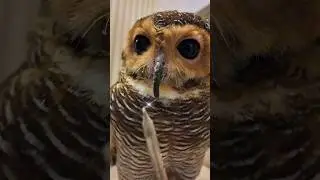 Bibib ternyata bisa sihir!!🧙‍♀️😭🦉 #owl #funnyanimals #funnyvideo #cute