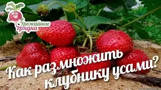 Как размножить клубнику усами?