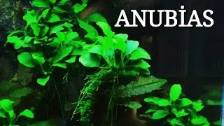 Bitki Türleri: Anubias