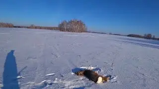 Два дня охоты на Сибирскую косулю🦌. Трагедия в Красноярске.
