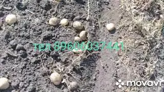 Капаем огород