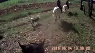 Конная прогулка верхом в полях