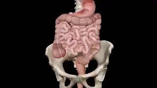 اسباب و أعراض التهاب الزائدة الدودية , وما هو المصران الأعور . د. سامح غازى