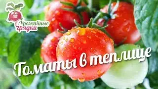Томаты в теплице #urozhainye_gryadki