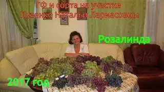 Розалинда- ранний виноград (Пузенко Наталья Лариасовна)