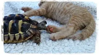 ЧЕРЕПАХА КУСАЕТ КОТА, смешные животные подборка | FUN WITH ANIMALS 