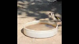Как щеглы и воробьи делят воду