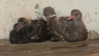 How the pigeons Enya and Gosha fed chicks - Pigeon saga + English subtitles