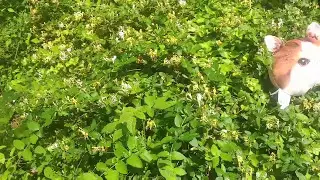 Honeysuckle Harvest