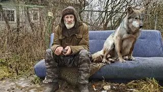 Богатая бабушка оставила внуков без наследства, завещав все бомжу с волком. Молодые были в смятении