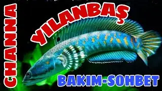 Uzmanıyla Detaylı Channa (Yılanbaş) Muhabbeti - Bakımı & Sohbet