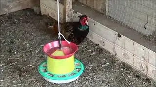 Сейчас только 8 утра,а уже 30 градусов!Пробежалась по хозяйству!
