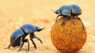 САМЫЕ СИЛЬНЫЕ НАСЕКОМЫЕ