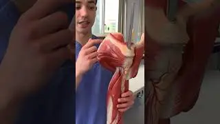 Muscles of the shoulder in 30 seconds! 