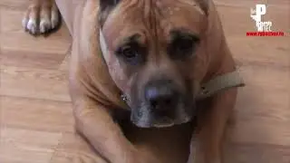 Охотник - он и дома охотник))) [Рыбачёв и Пёс НЕИЗДАННОЕ]