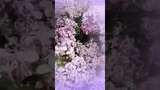 просто сирень... просто весенние воспоминания осенью💜 #ароматерапия